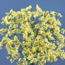 China Giallo
